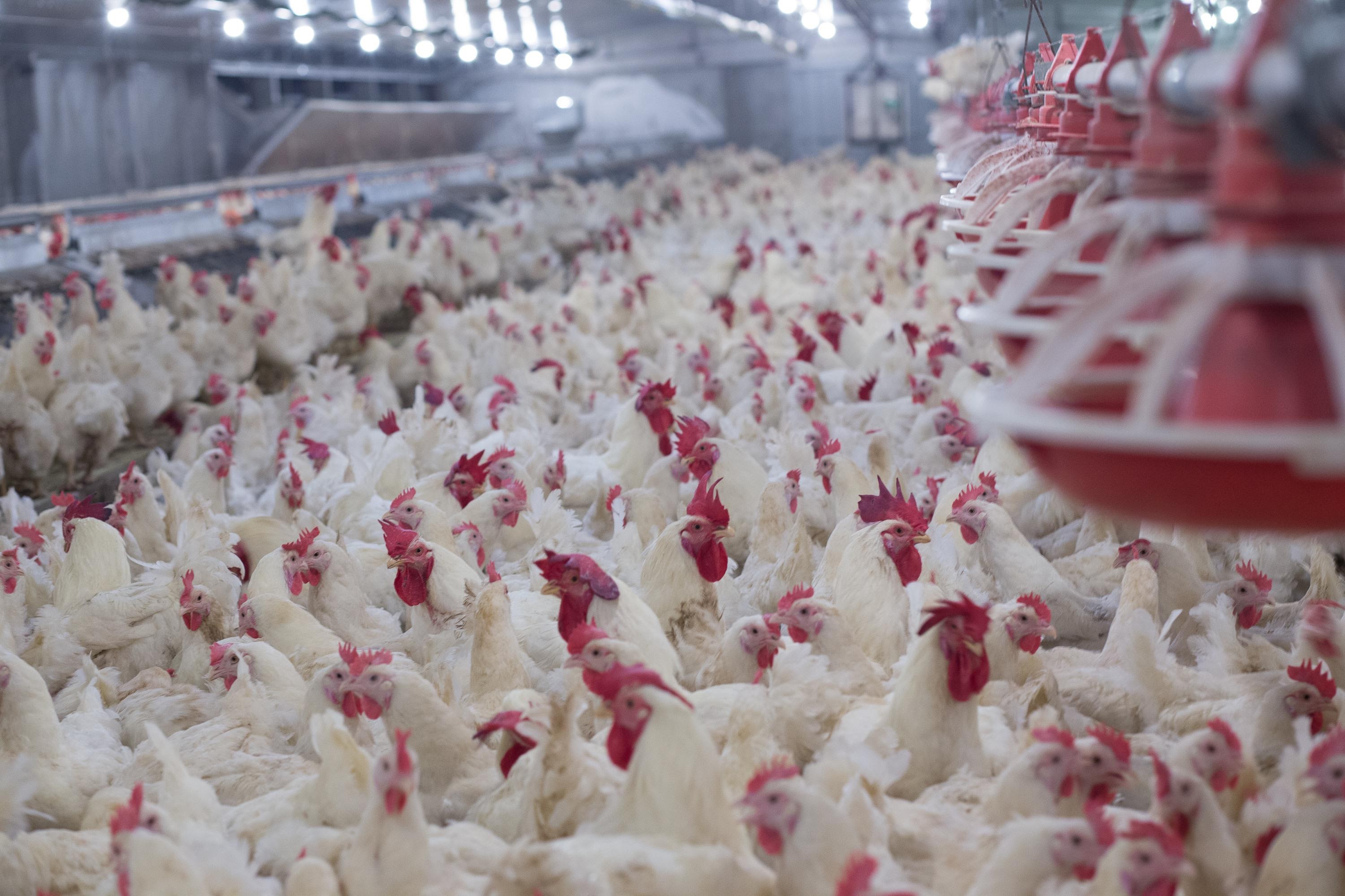 Run your farm like a champion.